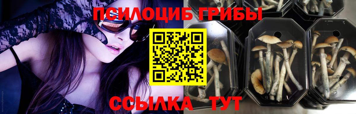 купить наркотик  Псилоцибиновые грибы Psilocybe  Вход с VPN  Димитровград 
